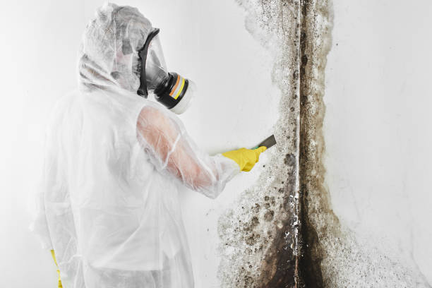 Professional Mold Removal in Westhampton, NY