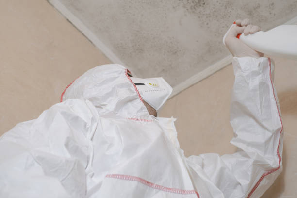 Best Local Mold Removal Service  in Westhampton, NY