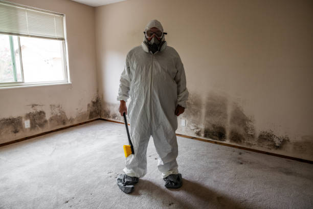 Best Attic Mold Removal  in Westhampton, NY